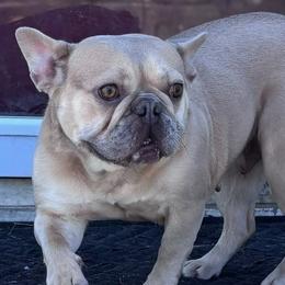 French Bulldogs from Hey Hey Frenchies