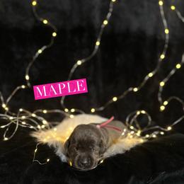 Maple - Charcoal female Dilute Retriever puppy in Forest City, Iowa from Helm Labs
