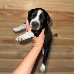 Coral - Black & white female Australian Shepherd puppy in Newton, Mississippi from Bright Star Aussies