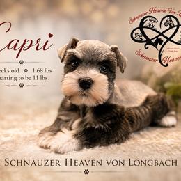 Capri AKC - Salt and pepper female Miniature Schnauzer puppy in Pelzer, South Carolina from Schnauzer Heaven Von Longbach