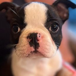 Boston Terrier Puppies from Bethelbreeders