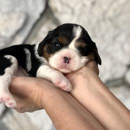 Cavalier King Charles Spaniel Puppies from SoCalCavaliers