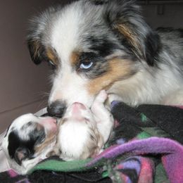 Toy Australian Shepherd Puppies from Jackie lutz