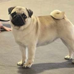 Pugs from Casull Pugs