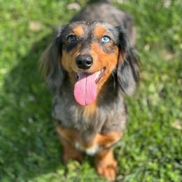 Laney - Dachshund