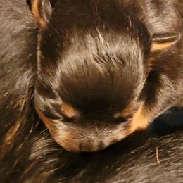 Brown boy - Black and mahogany male Rottweiler puppy in Custer County, Oklahoma from Rough Creek Kennels