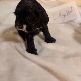 Lillypad - Brown and white female Cocker Spaniel puppy in Hickory, North Carolina from Homegrown Spaniels