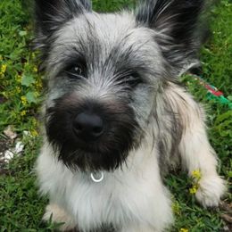 Skye Terriers from Skye Terriers ‘Of Wallace’s Coven’