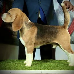 Campeon - Beagle
