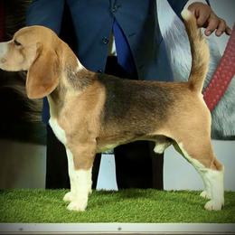 Campeon - Beagle