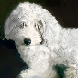 Bleu - Sheepadoodle