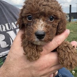 Ricky - Red male Cavapoo puppy in Osseo, Michigan from Smiths Fluffy butts