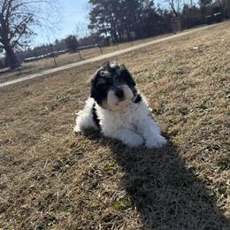 Pancakes - Black tri-color male Aussiedoodle puppy in Charleston, Arkansas from Lazy S Aussies