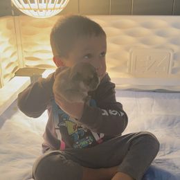 French Bulldog Puppies from The Midwest Frenchies