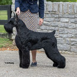 Romeo - Giant Schnauzer