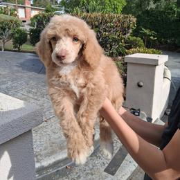 Harvest Rowan - Apricot male Poodle puppy in Corona, California from Garden Of Poodles