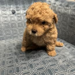 Girl 1 - female Assorted Doodle Crosses puppy in Vancouver, Washington from Kovalenko Poodles