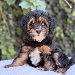 Capri - female Australian Mountain Doodle puppy in Highland, Utah from Angel Pups Deluxe