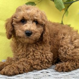 Cavalier King Charles Spaniels, Cavapoos, and Cocker Spaniels from Shelli Ryan