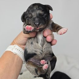 Orchid - Blue merle female Bernedoodle puppy in Crawfordsville, Indiana from Winding Creek Ranch