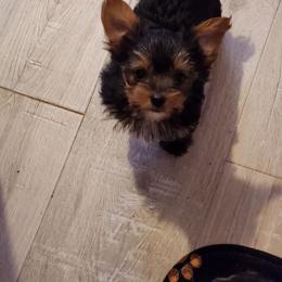 Peaty - Black and tan male Yorkshire Terrier puppy in Chickasha, Oklahoma from SISSYS YORKIES
