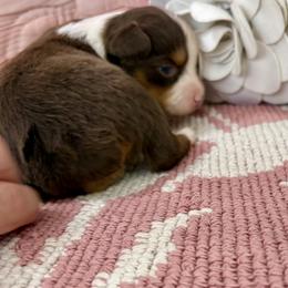 Miniature Australian Shepherd and Toy Australian Shepherd Puppies from Tonia Johnson's Toy and Miniature Australian Shepherds