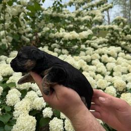 Cindy - Black and tan female Yorkipoo puppy in Henderson, North Carolina from Dorans Danes and Doodles