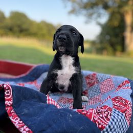 Great Dane Puppies from Oak View Danes