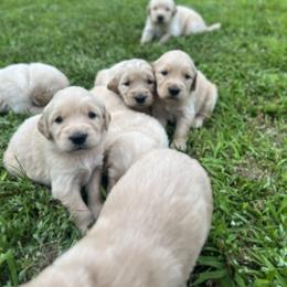 Golden Retriever Puppies from Shupe’s Sweet Southern Goldens
