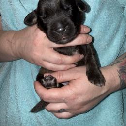 Mr. Blue - Reddish brown male Leonberger puppy in Cypress, Texas from Magnolia Leos