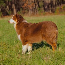 Slushee - Australian Shepherd