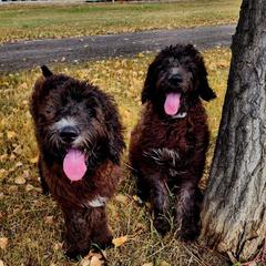 Saint Berdoodle Puppies from Badland St. Berdoodles LLC