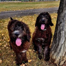 Saint Berdoodle Puppies from Badland St. Berdoodles LLC