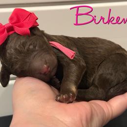 Birken - Phantom female Poodle puppy in Independence, Kansas from Malone Standard Poodles