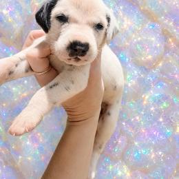 Opal - White and black male Dalmatian puppy in Bremen, Georgia from Clark’s Dalmatians