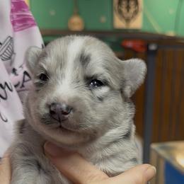 Silver - Merle female Pomsky puppy in Spring Hill, Florida from PDQ Pomskies
