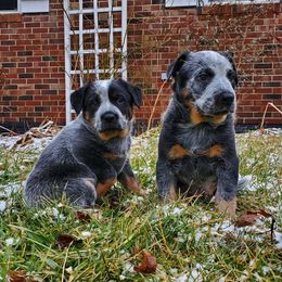 Australian Cattle Dog and Pembroke Welsh Corgi Puppies from Leatherman Quarter Horses