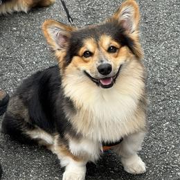 Pembroke Welsh Corgi All Grown Up from Han Dynasty Corgis