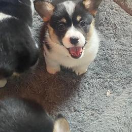 Miss purple - Black and tan female Pembroke Welsh Corgi puppy in Beech Island, South Carolina from Em and Em Farm