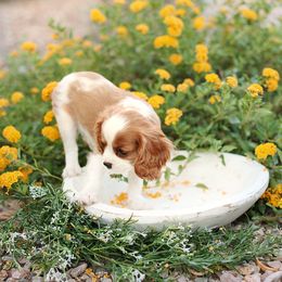 Cavalier King Charles Spaniel and Cavapoo Puppies from Catella Cavaliers and Cavapoos