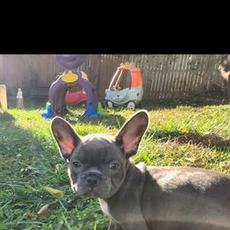 Blue Dream - Blue male French Bulldog puppy in Cincinnati, Ohio from Sun City Kennels
