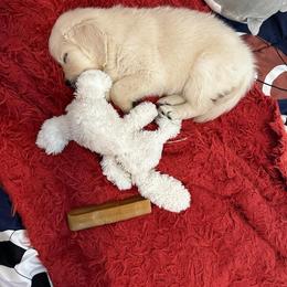Golden Retriever Puppies from Mule City Kennels