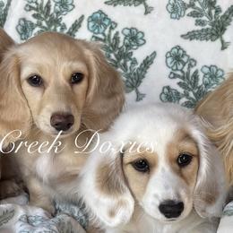 Dachshunds from Elysian Creek Doxies