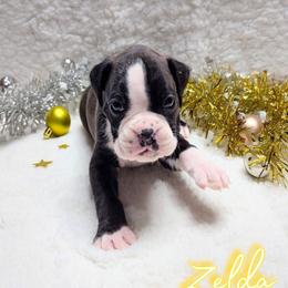 Zelda - Brindle female Boxer puppy in Mountain Home, Idaho from LJK Boxers & Toy Aussies