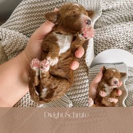 Goldendoodle Puppies from The Puppy Lodge