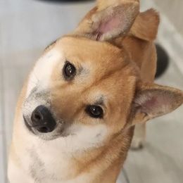 Chika - Shiba Inu