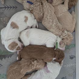 Girl 2 - Caramel red female Labradoodle puppy in Galt, Missouri from Only Doodles!