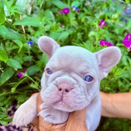 Charlie - Cream male French Bulldog puppy in High Ridge, Missouri from St Louis Frenchies