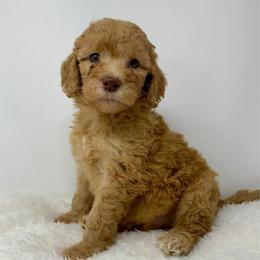 Copper - Red  male Goldendoodle puppy in Calhoun, Georgia from FamilyLoved Doodles
