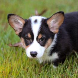 Vincent (Vince) - Black and tan male Pembroke Welsh Corgi puppy in Benton, Arkansas from High Cotton Corgis